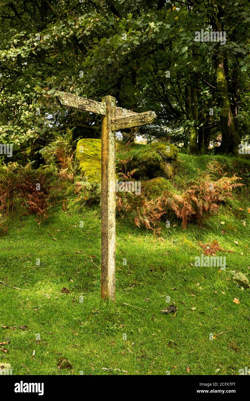 Holzpfosten mit Flechten bedeckt Stockfoto