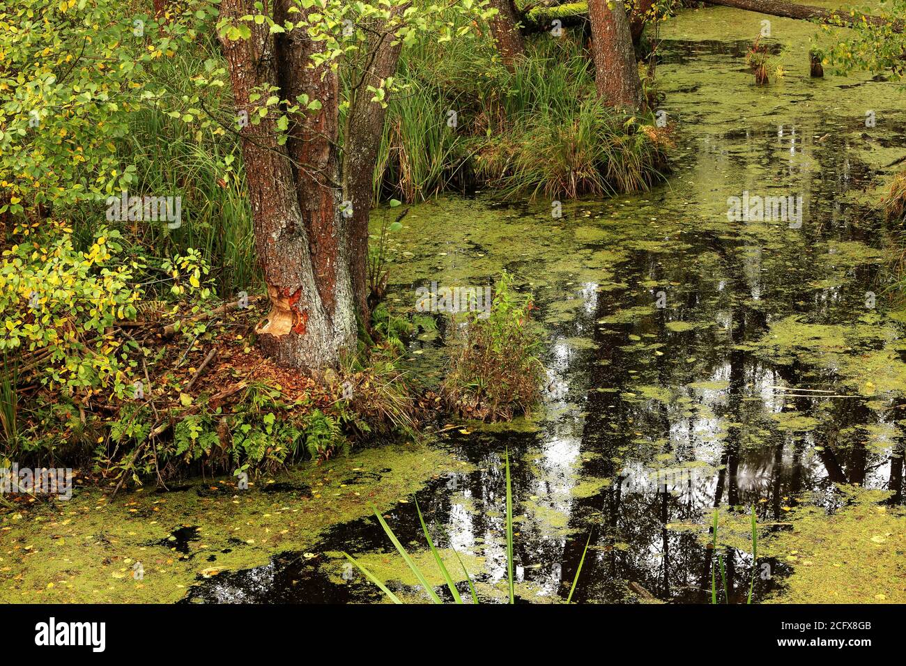 Feuchtgebiete in Podlasie im Osten Polens Stockfoto