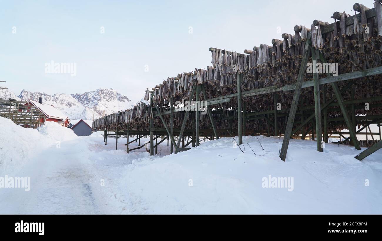 Getrockneter Fisch hängt auf Holzregalen in Henningsvaer Stockfish Industrie auf der Lofoten Insel, Norwegen. Stockfoto