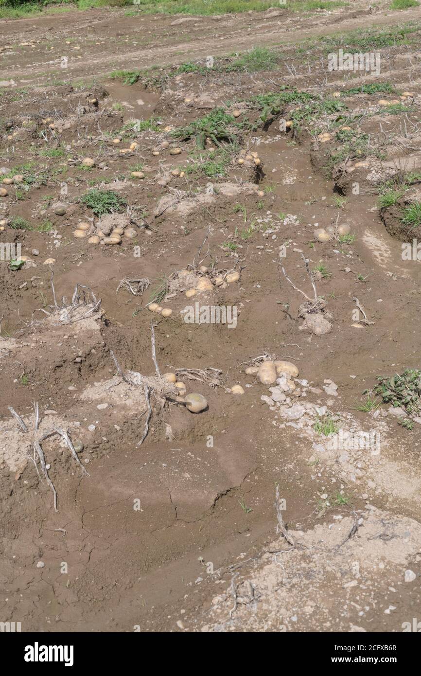 Feld von Kartoffelknollen nach Ernte Auswaschen und Bodenerosion in Kartoffelernte ausgesetzt. Bei schlechtem Wetter, widrigen Bedingungen, Starkregen, Ernteverlust. Stockfoto