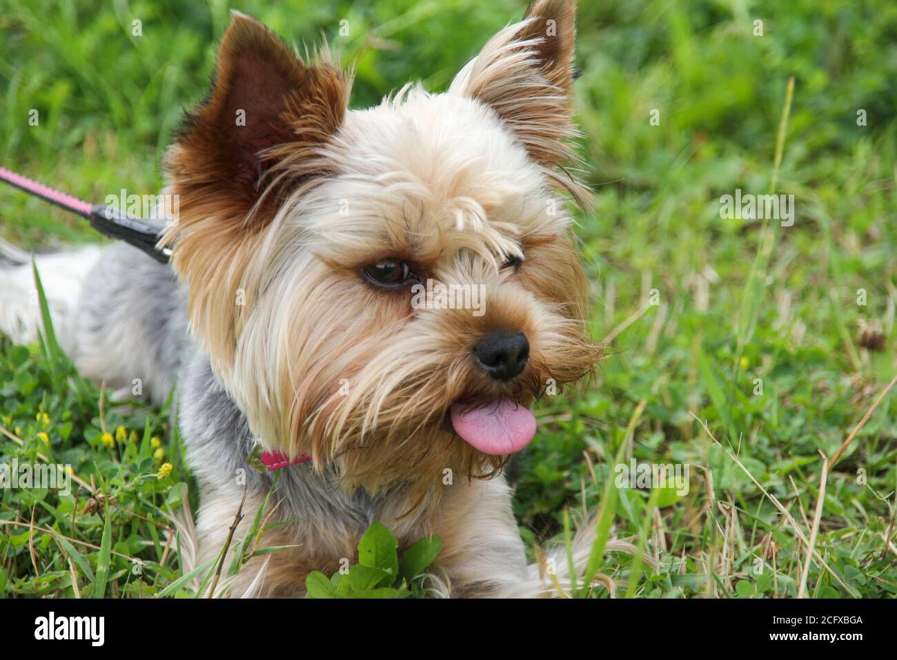 Ein süßer, reinrassiger junger Yorkshire Terrier mit schönen Haarschnitten und ausdrucksstarken Augen läuft auf grünem Rasen im Hundepark. Stockfoto