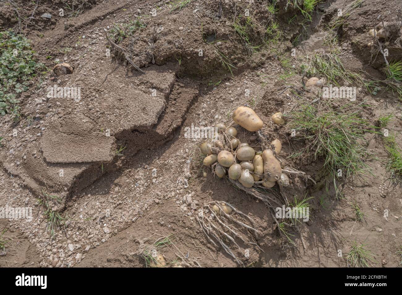 Feld von Kartoffelknollen nach Ernte Auswaschen und Bodenerosion in Kartoffelernte ausgesetzt. Bei schlechtem Wetter, widrigen Bedingungen, Starkregen, Ernteverlust. Stockfoto