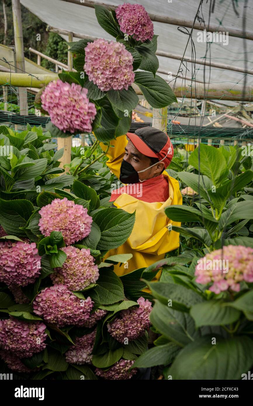 07. September 2020, Kolumbien, Medellín: Sebastian Grajales schneidet und sammelt die Blumen, die die richtige Größe für den Export haben. Kolumbien ist nach den Niederlanden der größte Blumenexporteur der Welt und der größte Blumenexporteur in die Vereinigten Staaten. Kolumbianische Blumenproduzenten verloren ihre größte Exportkampagne im April aufgrund von Annullierungen, die durch die Corona-Pandemie verursacht wurden. Jetzt sind die Blumen wieder reif für die Ernte, so dass die produzierenden Unternehmen, die die schweren wirtschaftlichen Auswirkungen überlebt haben, beginnen sich zu erholen. Foto: Luis Bernardo Cano/dpa Stockfoto