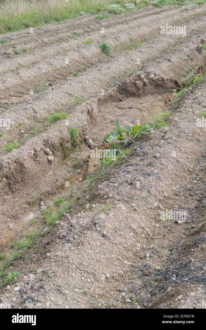 Kartoffelhügel oder -Läufe nach dem Auswaschen der Ernte und der Bodenerosion in der Kartoffelernte ausgesetzt. Bei schlechtem Wetter, widrigen Bedingungen, Starkregen, Ernteverlust. Stockfoto