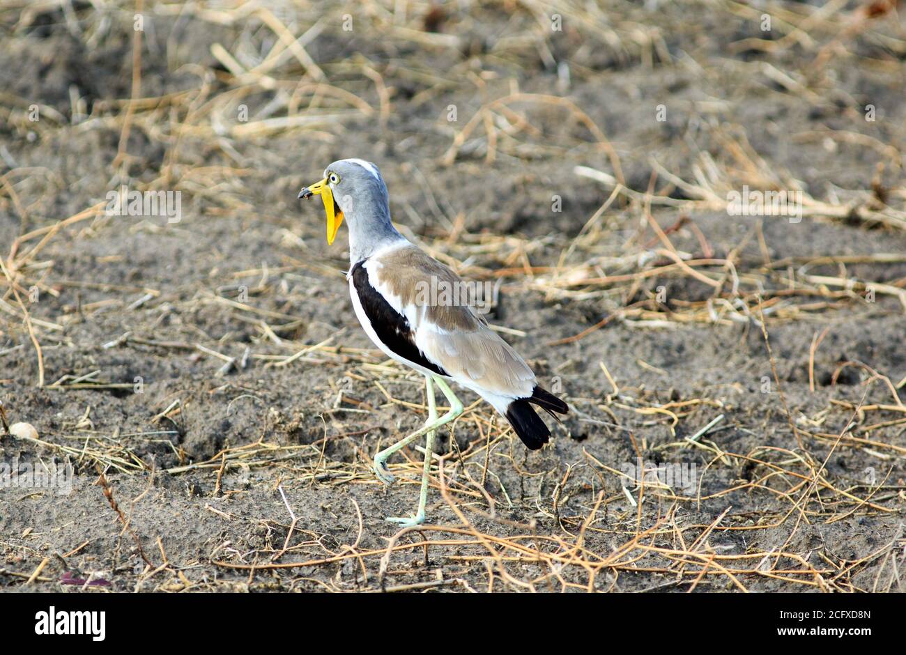 African wattled Lapwing (Vanellus senegallus) auch bekannt als Senegal wattled plover auf dem trockenen ariden Bank in Süd-luangwa, sambia Stockfoto