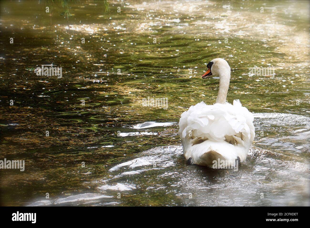 Schöner Mute Swan (Cygnus olor), der auf einem See schwimmt, auf dem das Sonnenlicht auf dem Wasser schimmert - mit Kopierraum. Schwäne gehören zu den schwersten fliegenden Bi Stockfoto