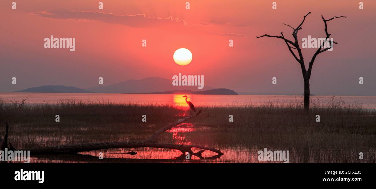 Landschaft des Sonnenuntergangs über dem See Kariba mit einem afrikanischen Graureiher direkt unter den Strahlen der untergehenden Sonne thront. Das perfekte Ende zu Stockfoto