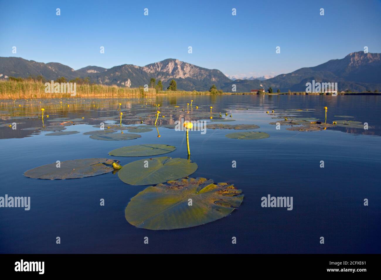Geographie / Reisen, Deutschland, Bayern, Grossweil, gelbe Teichlilie am Eichsee, Grossweil, Jochberg, Additional-Rights-Clearance-Info-not-available Stockfoto