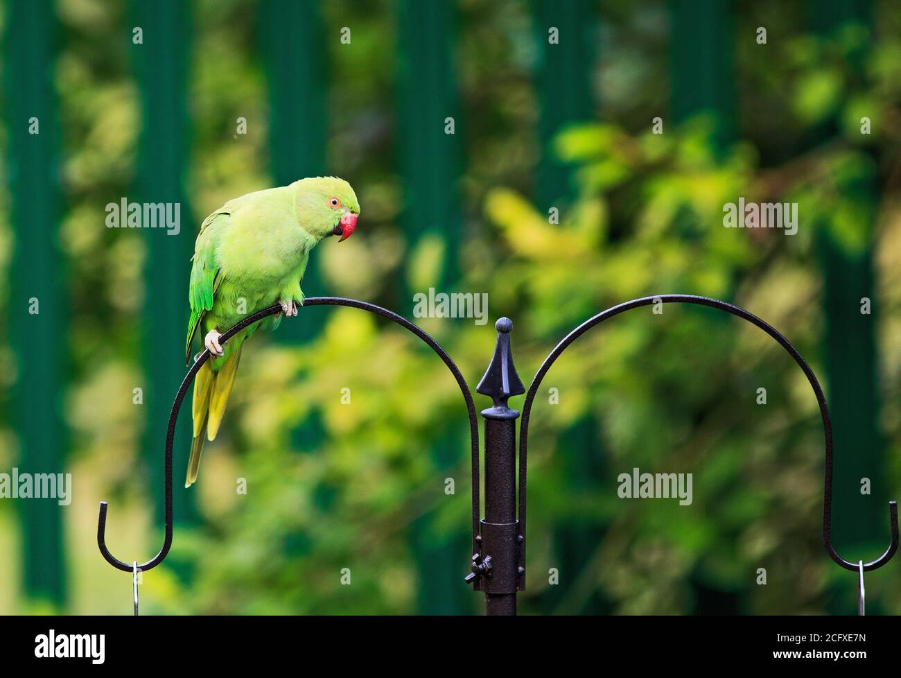 Ring necked Green Sittich auf der Oberseite eines Vogelfutterhäuschen thront, mit einem natürlichen verschwommenen grünen Garten Hintergrund. Sittiche sind nicht in Großbritannien beheimatet Stockfoto