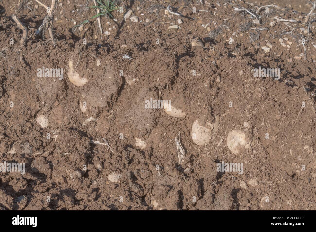 Freiliegende Kartoffeln in Graten / Hügeln mit oberen Schals sichtbar & warten auf volle Ernte. Für Kartoffelanbau, Metapher UK Nahrungsmittelproduktion, UK Landwirtschaft. Stockfoto