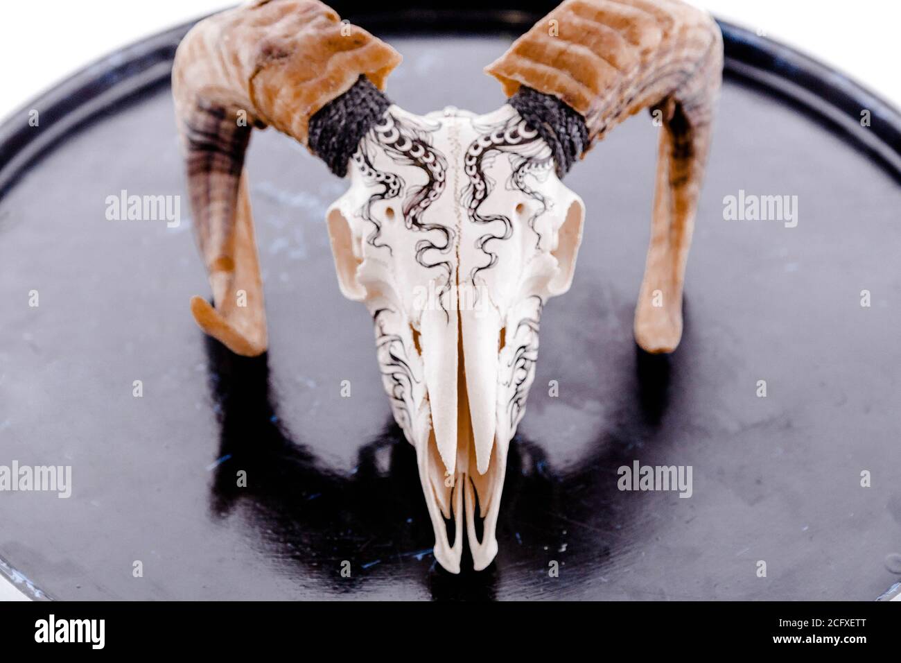 RAM Schädel auf glänzend schwarzer Oberfläche auf weißem Hintergrund Stockfoto