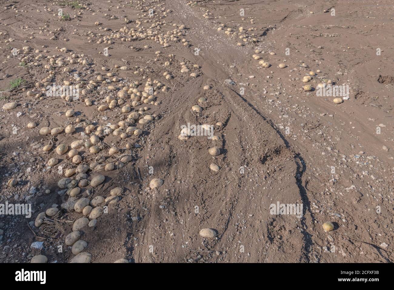 Geerntete Kartoffeln auf dem Boden zurückgelassen, entweder wegen einer Verladung verschüttet oder wegen der Qualität entsorgt. Aber ich konnte nicht viele schlechte Spuds sehen. Stockfoto