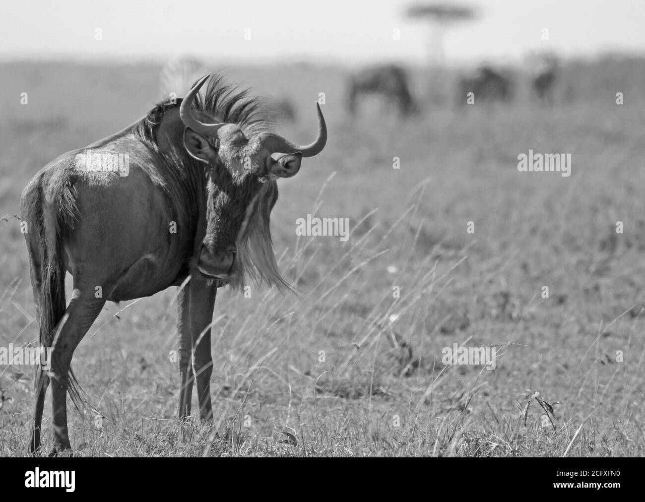 Schwarz-Weiß-Bild eines Wildebeest, der auf den offenen afrikanischen Ebenen steht, mit einer kleinen Herde in der Ferne im Masai Mara Nationalpark Stockfoto