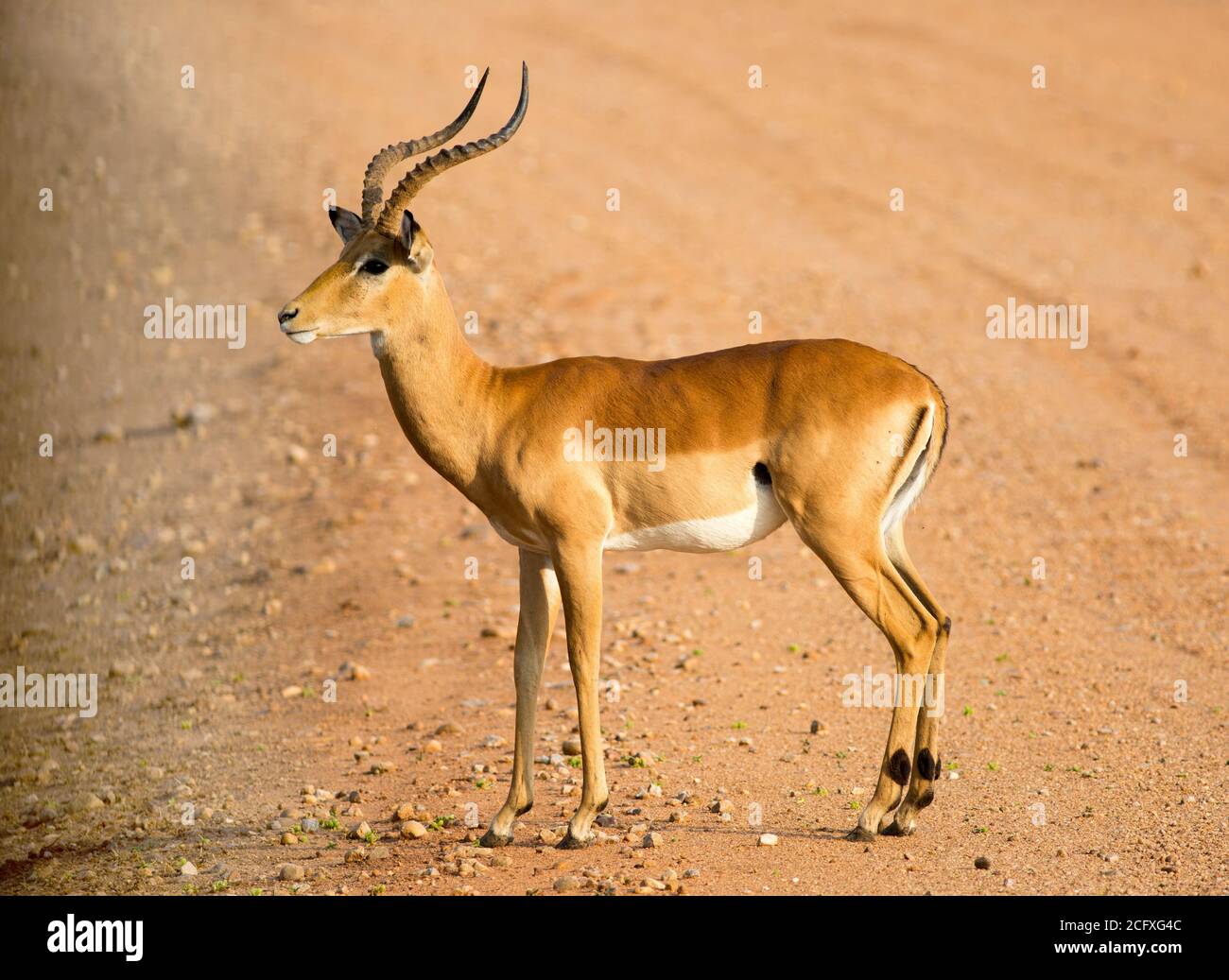 Männchen Impala (Aepyceros melampus) steht entspannt auf einer Schotterstraße in Süd-Luangwa, Sambia Stockfoto