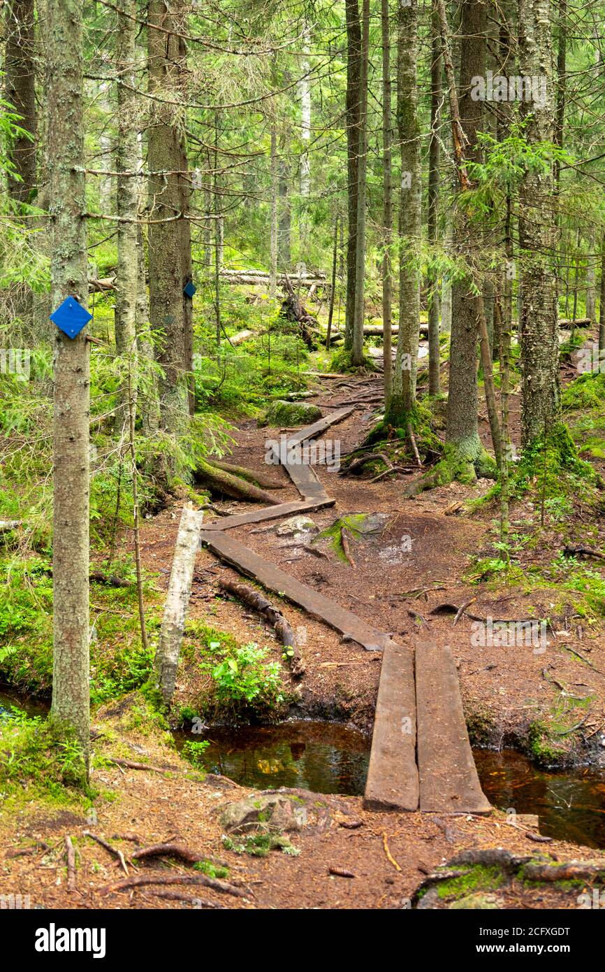 Szene am Wanderweg im Nuuksio Nationalpark, Espoo, Finnland. Stockfoto