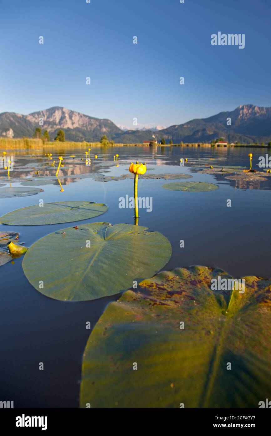 Geographie / Reisen, Deutschland, Bayern, Grossweil, gelbe Teichlilie Richtung Eichsee, Grossweil, Joch, Additional-Rights-Clearance-Info-not-available Stockfoto