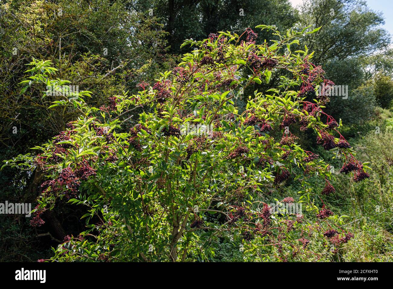 Holunderbeere wächst in einer Hecke in der Nähe von Nassington, Nene Valley, Northamptonshire Stockfoto
