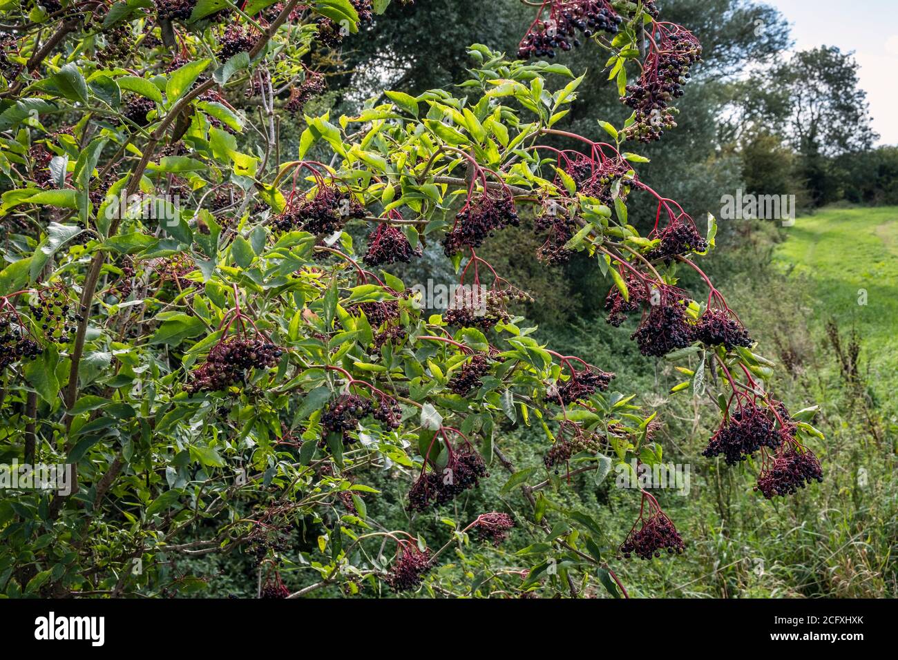 Holunderbeere wächst in einer Hecke in der Nähe von Nassington, Nene Valley, Northamptonshire Stockfoto