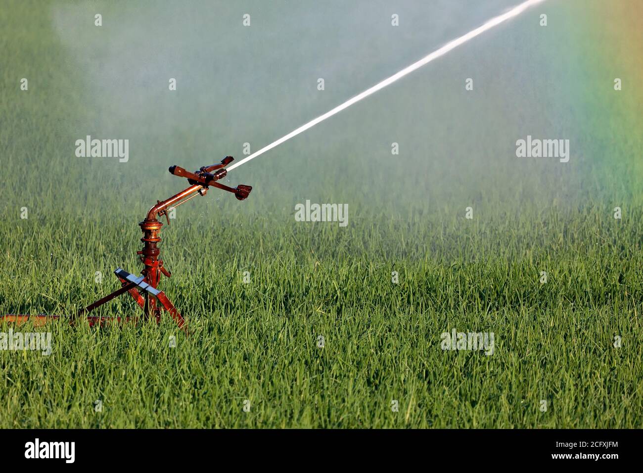 Wasser-Sprinklersystem zur Bewässerung eines landwirtschaftlichen Feldes Stockfoto