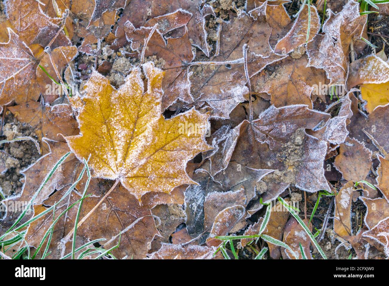 Gefallene Ahornblätter mit Frost auf dem Boden im kühlen Herbst. Gefrorene Blätter für kalte Jahreszeit Hintergrund Stockfoto