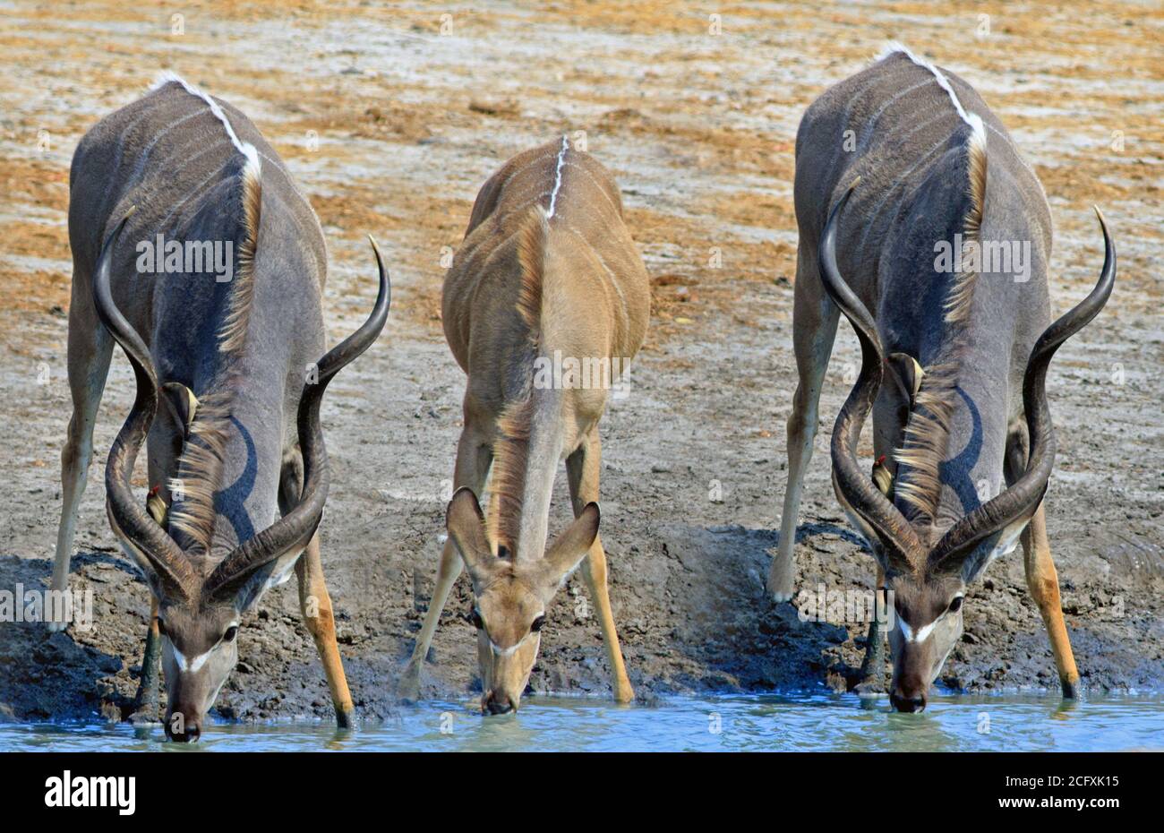 Drei Kudu mit Kopf nach unten trinken, zwei Männchen auf beiden Seiten und ein Weibchen in der Mitte. Onguma Reserve, Etosha Nationalpark, Simbabwe Stockfoto
