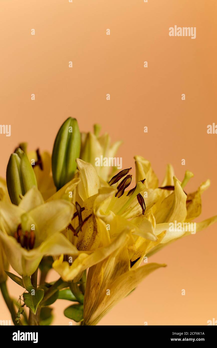 Eine Nahaufnahme einer Blume, die ihre Textur auf einem orangefarbenen Hintergrund zeigt Stockfoto