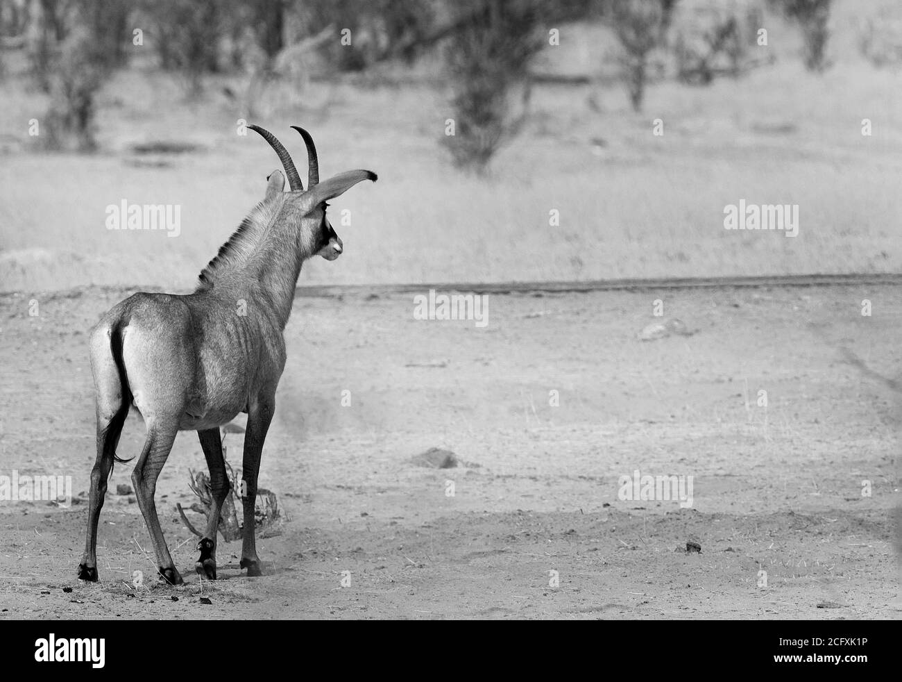 Rückansicht einer seltenen Sichtung einer seltenen Roan-Antelope auf der trockenen afrikanischen Savannah im Hwange National Park, Simbabwe Stockfoto