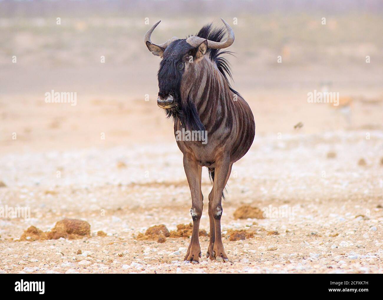 Lone Wildebeest steht auf der Ebene im Etosha Nationalpark, Namibia. Oft als Clowns bekannt, da sie so skittisch und nervös sind Stockfoto