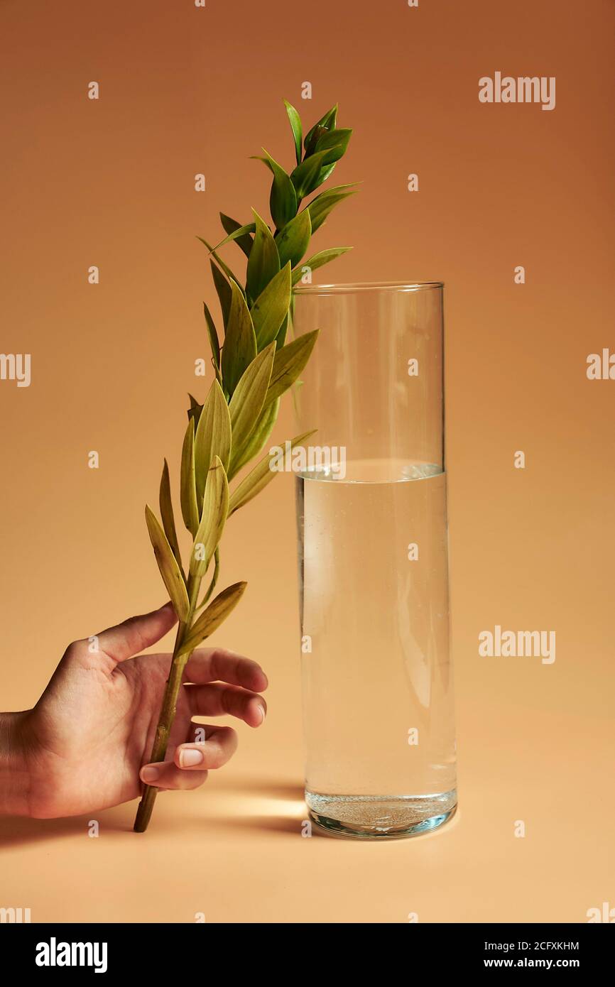 Ein Stillleben eines Blattes, ein Glas Wasser, Pfirsiche und Orange auf einem orangefarbenen Hintergrund, was einen monochromatischen Look macht. Stockfoto