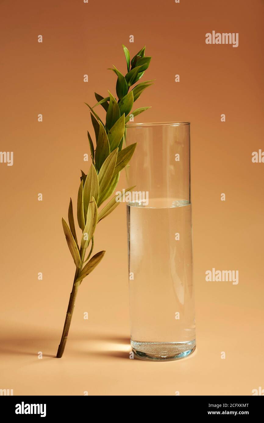 Ein Stillleben eines Blattes, ein Glas Wasser, Pfirsiche und Orange auf einem orangefarbenen Hintergrund, was einen monochromatischen Look macht. Stockfoto