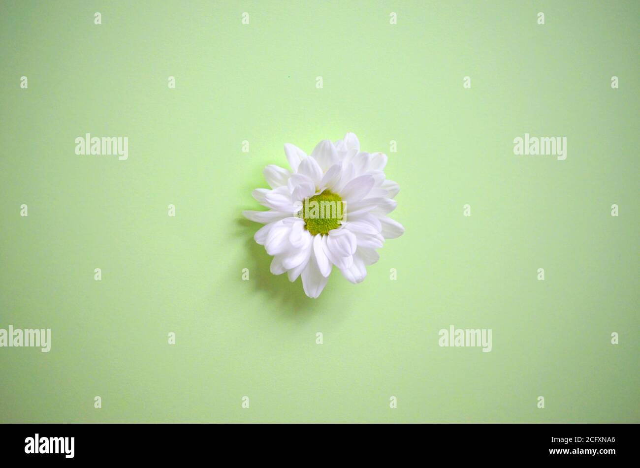 Nahaufnahme der weißen Chrysantheme Blumenkopf auf einem Pastell Grüner Hintergrund - chrysanth Stockfoto