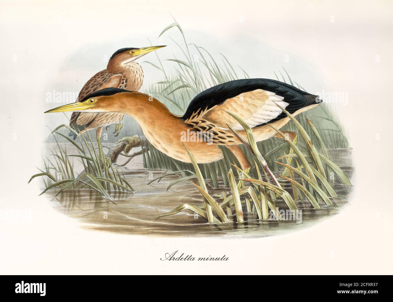 'Orang lang schnabelhaft Wasservogel auf der Suche nach Nahrung in einem Teich Vegetation. Kleine Bittern (Ixobrychus minutus). Kunst von John Gould in London 1862-1873' Stockfoto