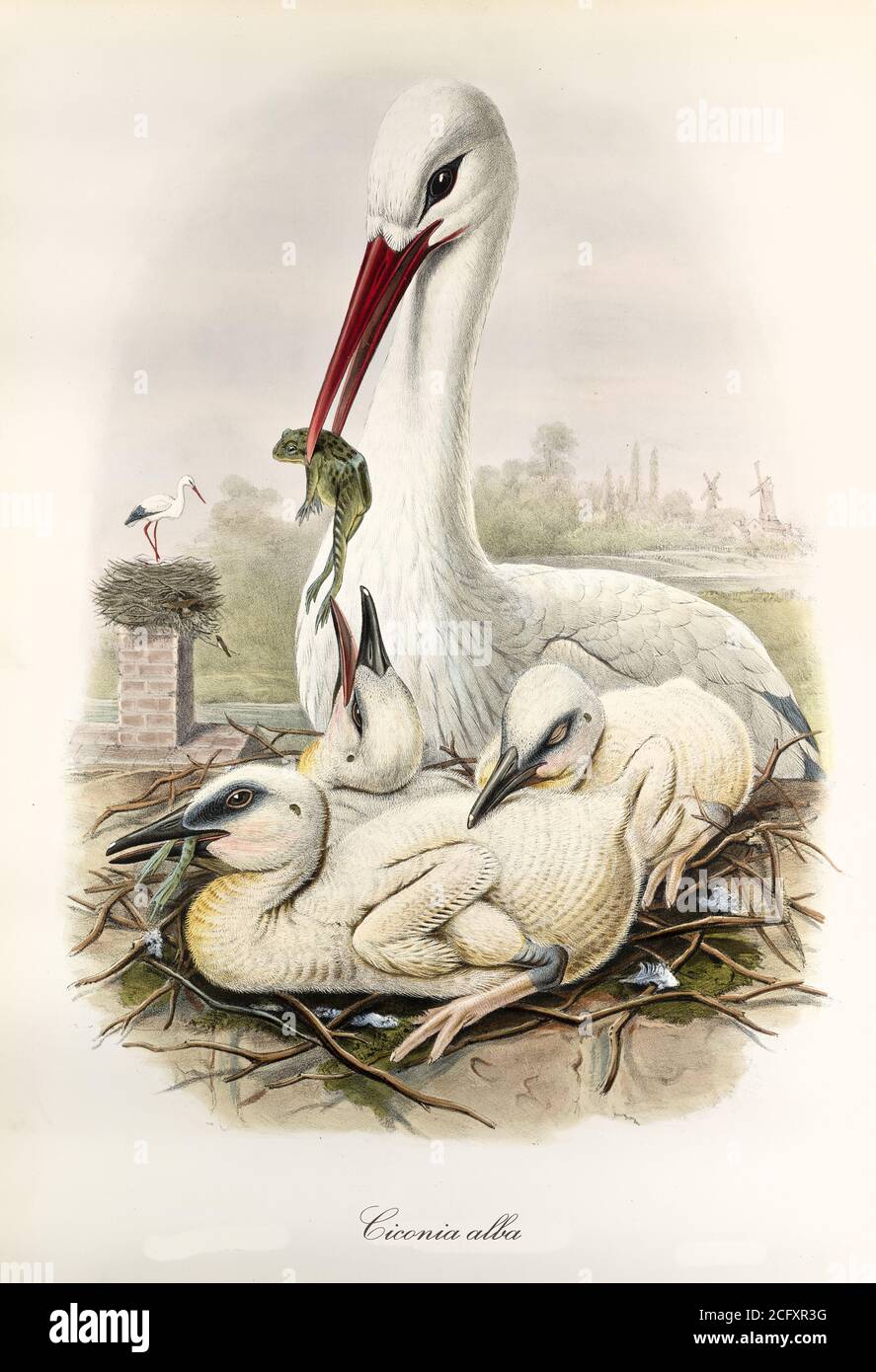 'Weißer Storch (Ciconia ciconia) in einem Nest, seine Kinder mit einem Frosch zu Fuß. Detailreiche Vintage Style Kunst von John Gould publ. In London 1862-1873' Stockfoto