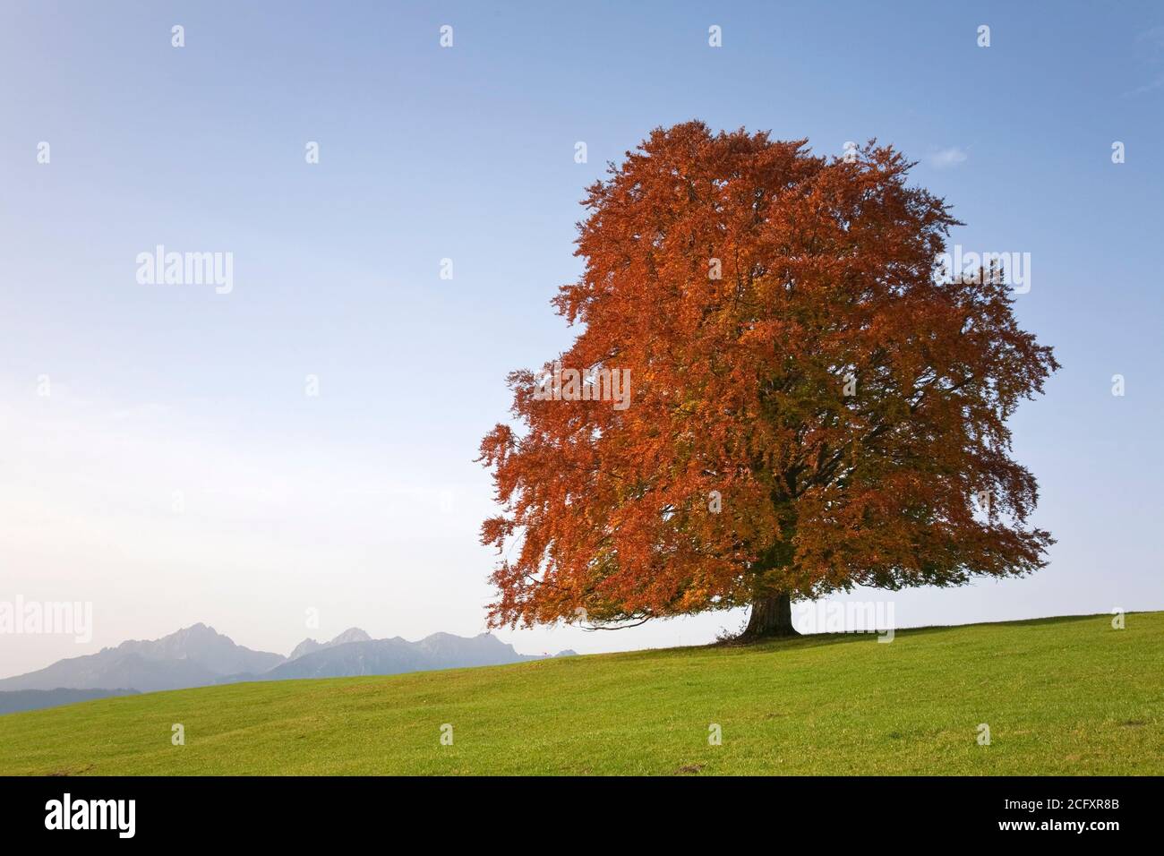 Geographie / Reisen, Deutschland, Bayern, Herbstbuche, Ostallgäu, Alpenvorland, Schwäbisch, Allgäu, Additional-Rights-Clearance-Info-not-available Stockfoto