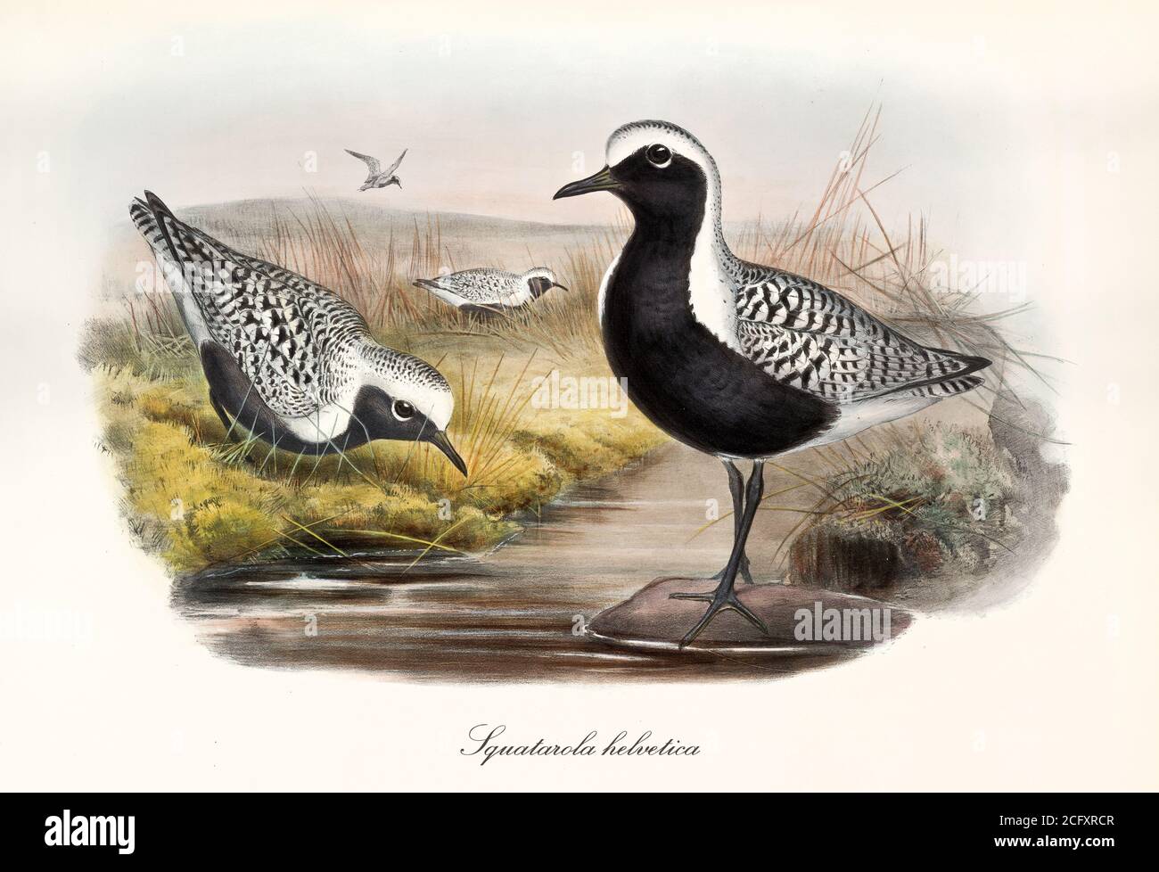 'Grauer Pfuster (Pluvialis squatarola). Schwarz-weiß gestreift Vogelfuss auf einem Teich. Detaillierte Vintage-Stil Kunst von John Gould London 1862-1873' Stockfoto