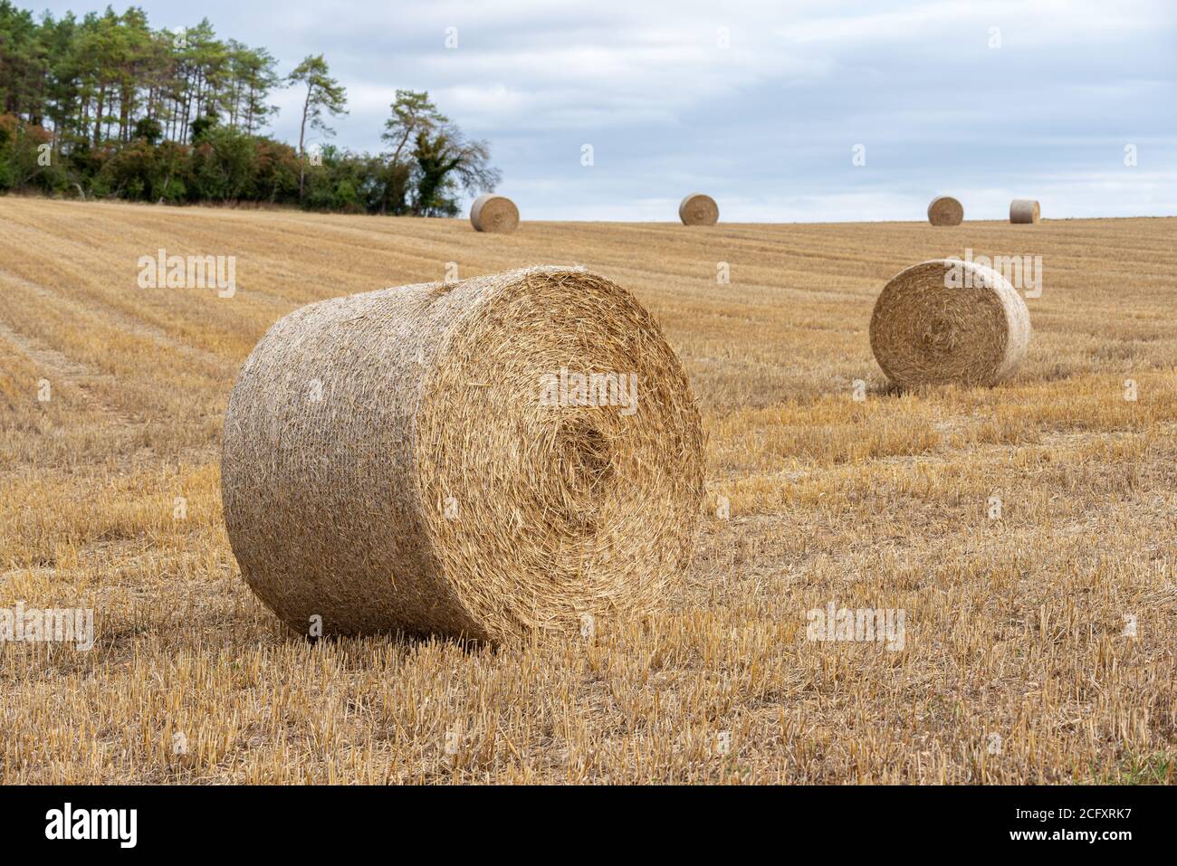 Große runde Strohballen, die im Spätsommer auf dem Feld geerntet werden. Haystacks. Landschaft auf dem Land. Stockfoto