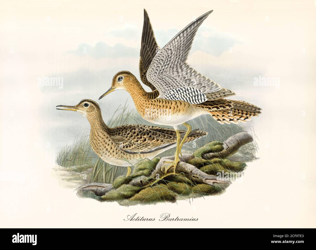 'Paar Orang schwarz gepunktete Bergland Sandpiper (Batramia longicauda) auf aquatischen Vegetation, ausgebreitet Flügel. Kunst von John Gould in London 1862-1873' Stockfoto