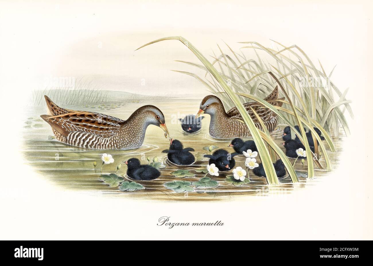 Gefleckter Krake (Porzana porzana) Vögel Füttern ihre schwarzen Kinder im Teichwasser umgeben von Wasservegetation. Kunst von John Gould London 1862-1873 Stockfoto