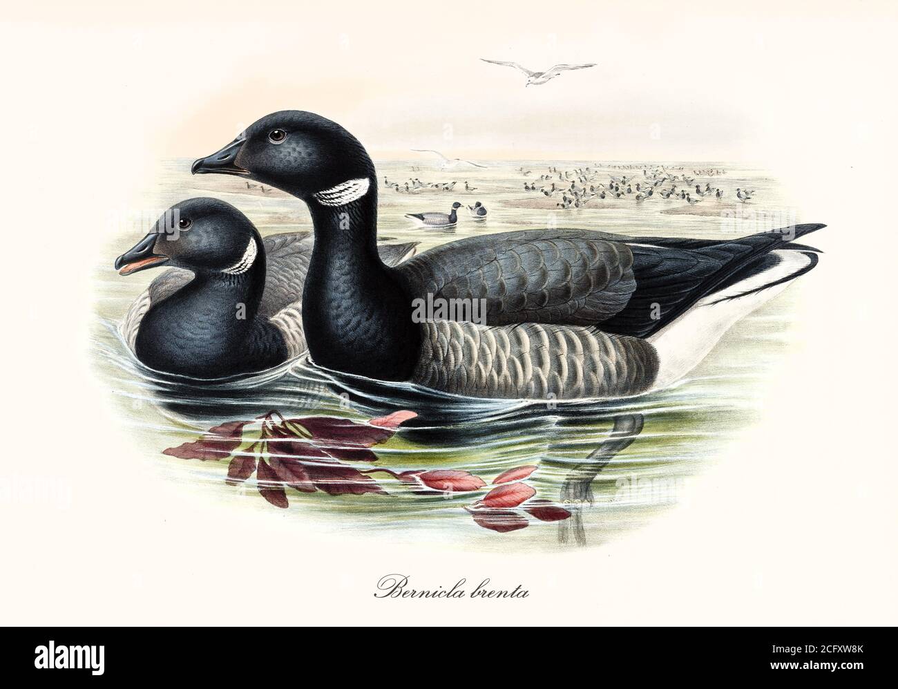 Paar Brent Goose (Branta bernicla) bunten grauen Ton Wasservögel schwarzen Kopf und Hals, im Wasser. Vintage Art von John Gould London 1862-1873 Stockfoto