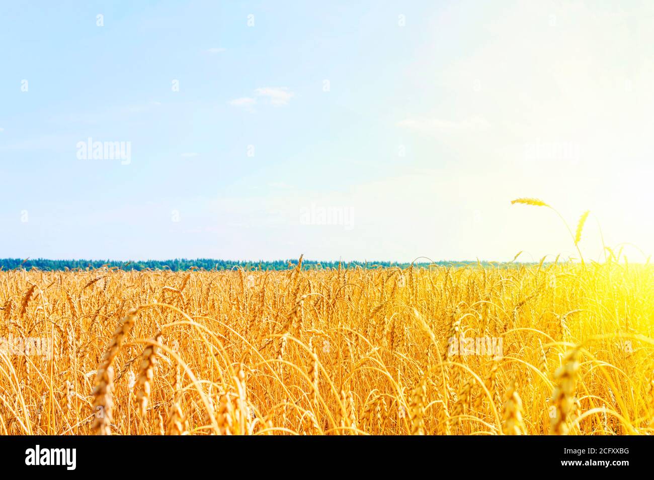 Goldenes Weizenfeld mit blauem Himmel. goldenes Weizenfeld im Sommer. sonnenaufgang auf Weizenfeld mit Roggen. Sommer Weizenlandwirtschaft Hintergrund. Landschaft Stockfoto