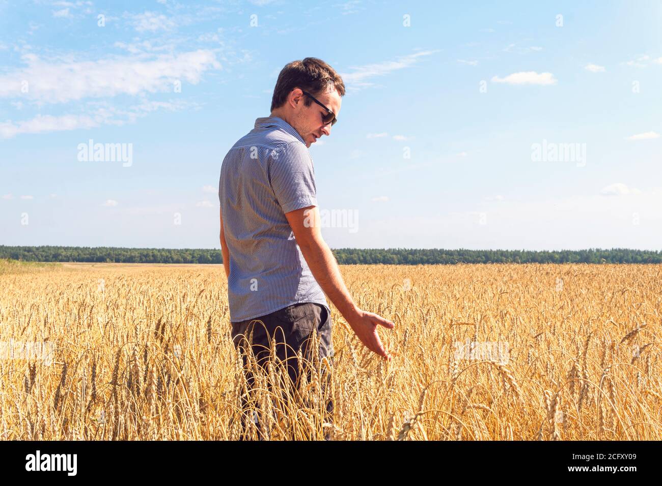 Weizenkörner in den Händen eines Bauern auf dem Weizenfeld Hintergrund. Reifes Ohr in der Hand eines Mannes. Getreideernte. Agrarthema. Stockfoto