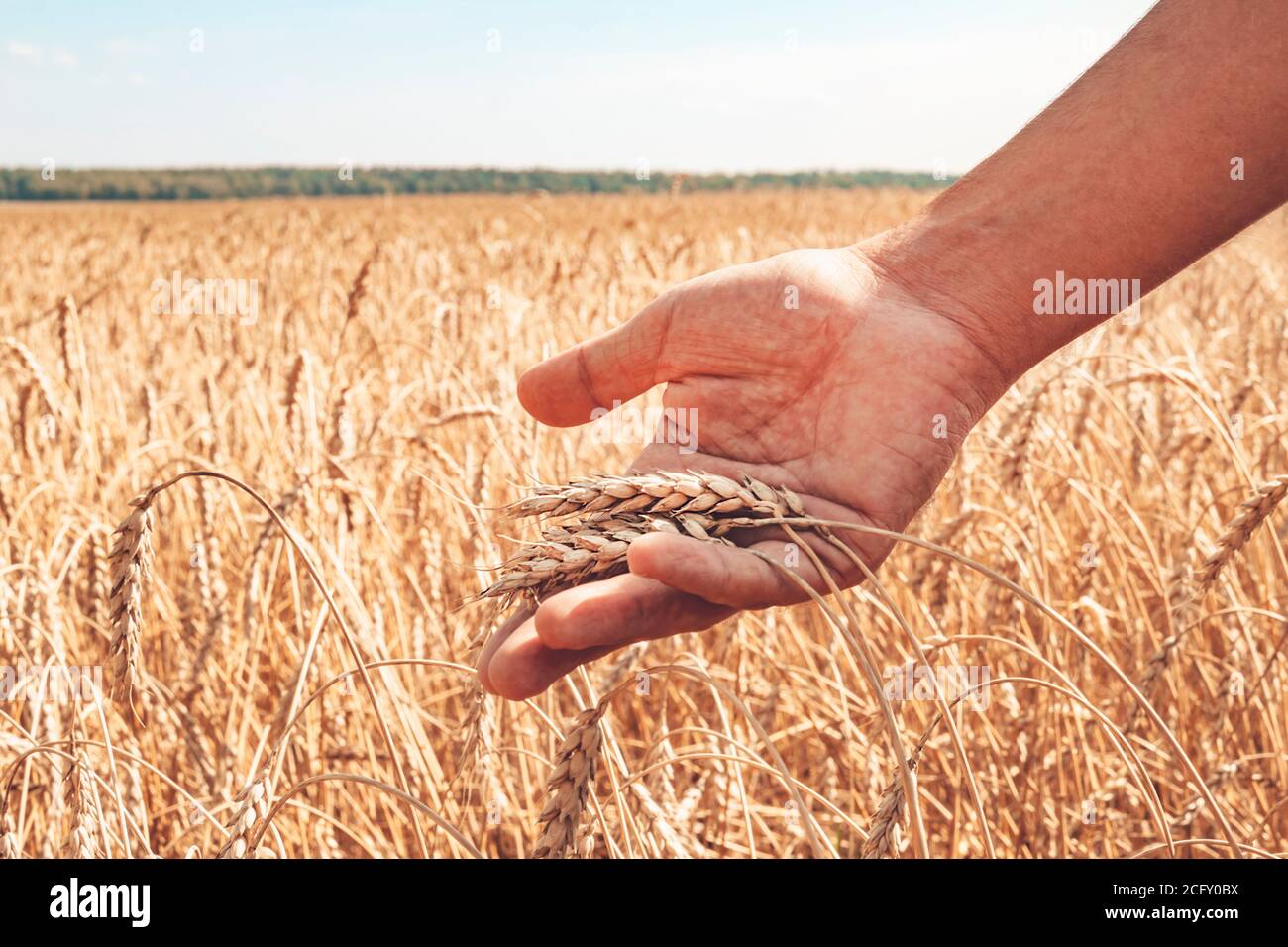 Getreideanbau. Schöne ländliche Landschaft mit gelben Pflanzen und blauen Himmel. Weizen im Feld. Männlicher Bauer kontrolliert die Reife von Weizenohren. Stockfoto
