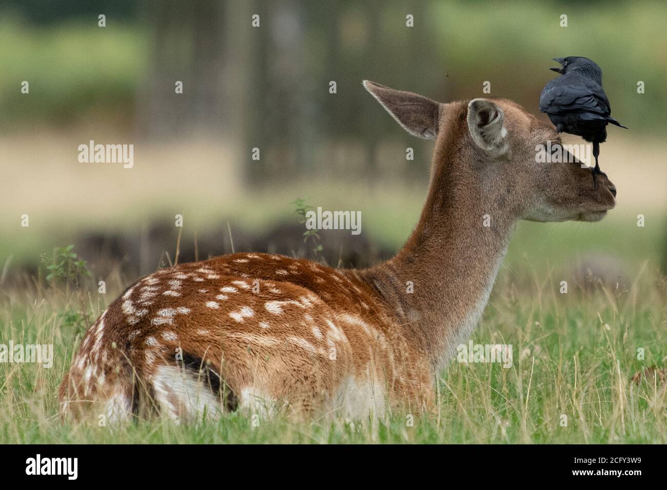 Vogel Pflege weiblichen Damhirsch durch Stehen auf ihrer Nase Stockfoto