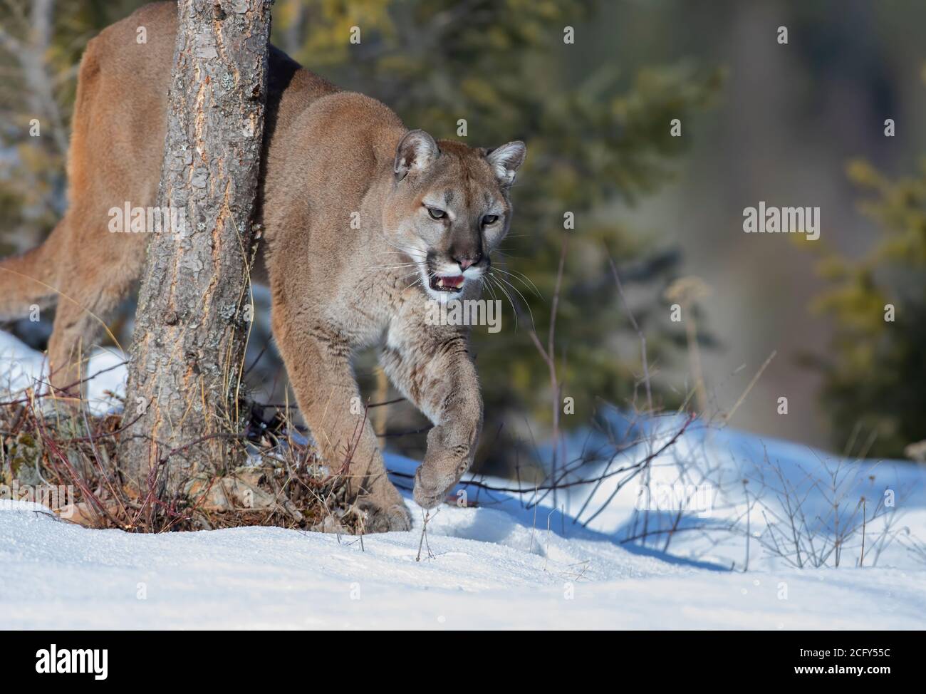 Puma oder Berglöwe (Puma-Konfarb) Wandern im Winterschnee Stockfoto