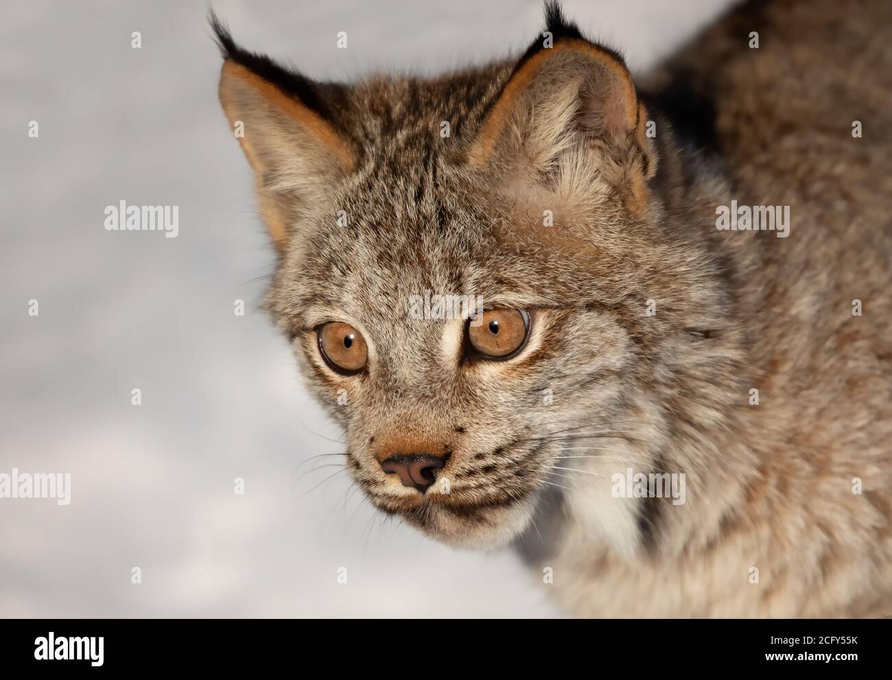 Canada Lynx Kätzchen (Lynx canadensis) im Winterschnee in Montana, USA Stockfoto
