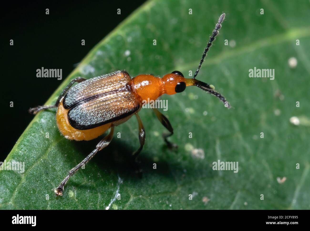 Makro-Fotografie von Orange Weevil auf Green Leaf Stockfoto