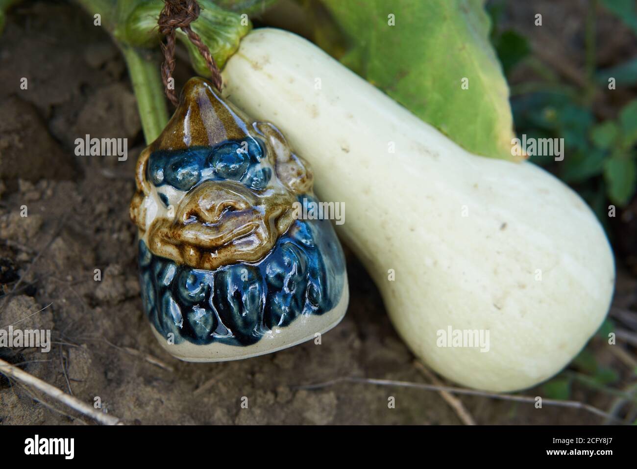 Unreifer Butternusskürbis (Cucurbita moschata), der auf der Rebe mit einer traditionellen japanischen Keramikglocke (dorei) in einem heimischen Garten wächst. Stockfoto