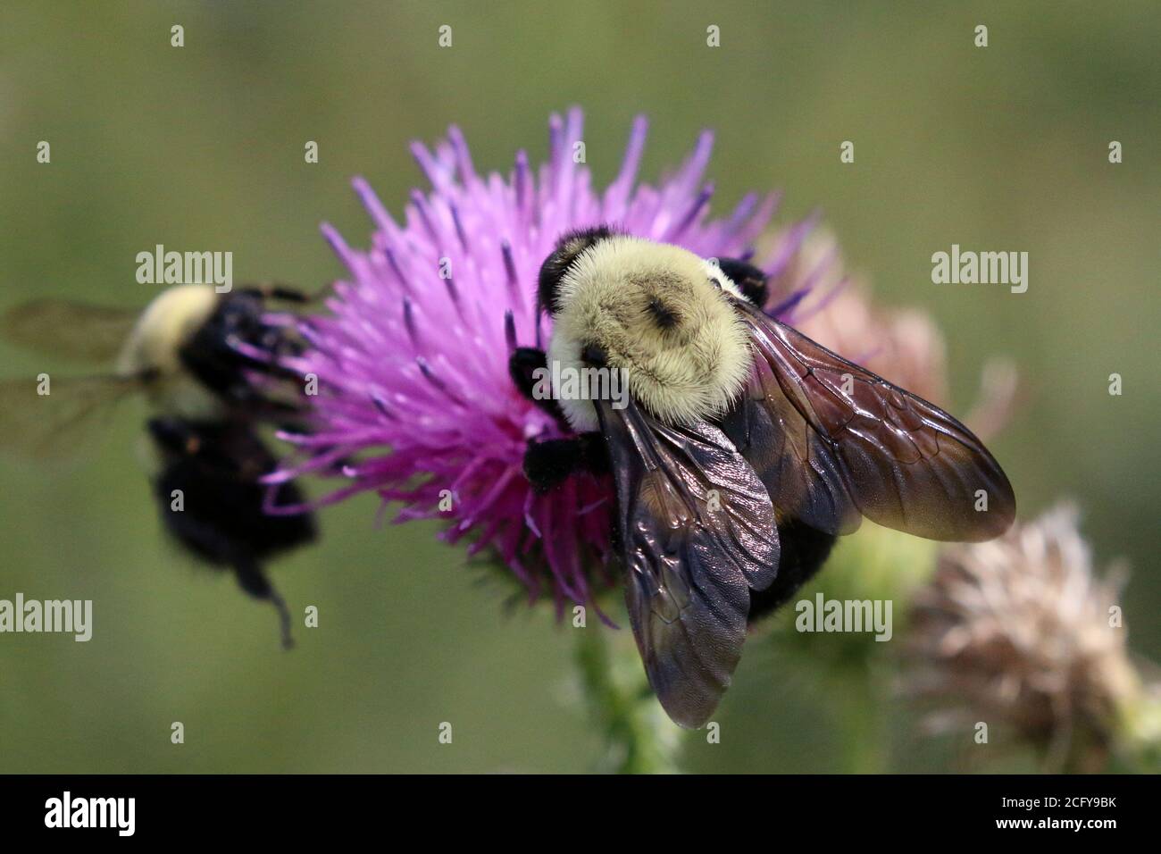 Hummel auf Distel lila Blume oder lose Streit Stockfoto