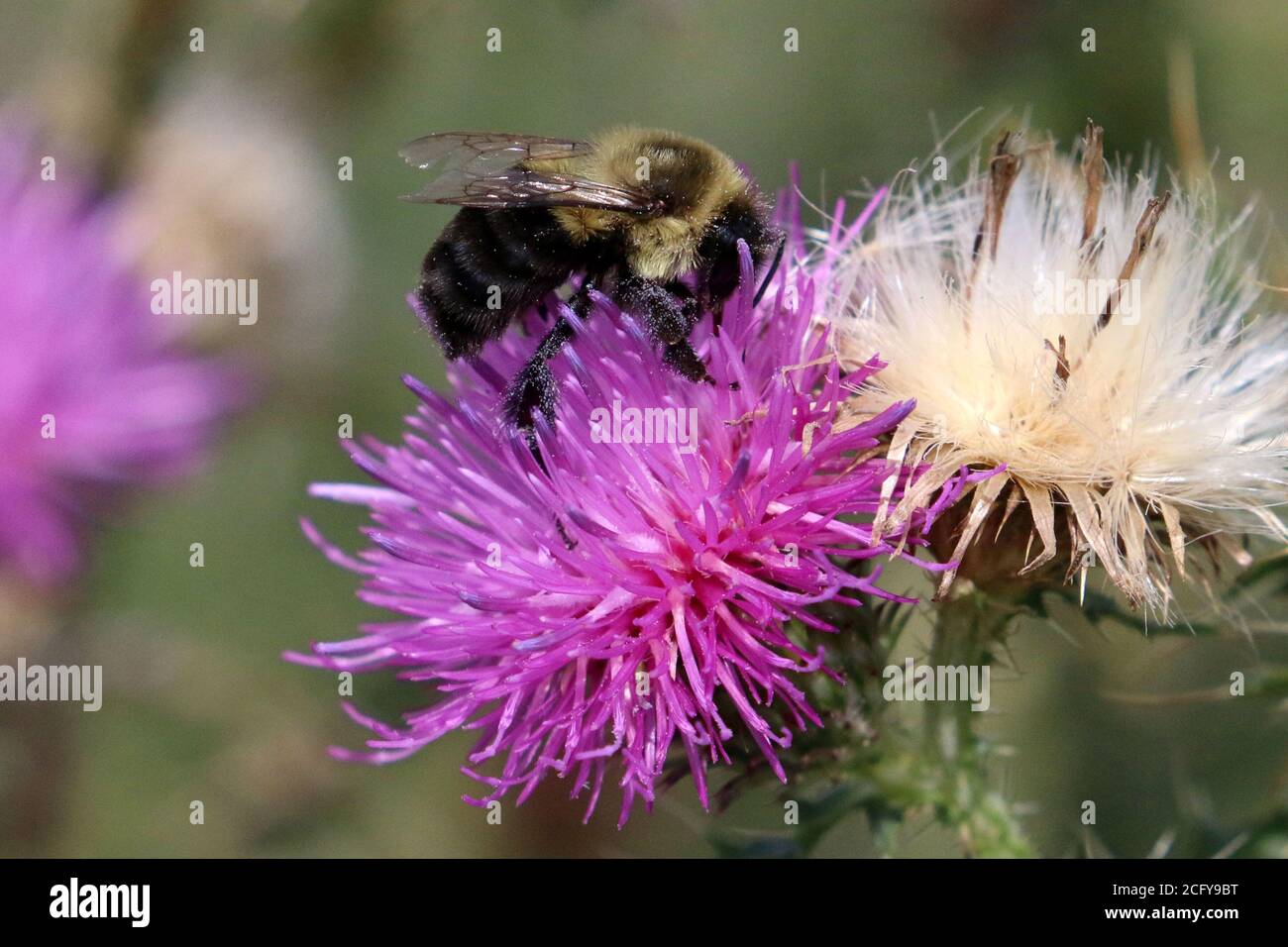 Hummel auf Distel lila Blume oder lose Streit Stockfoto