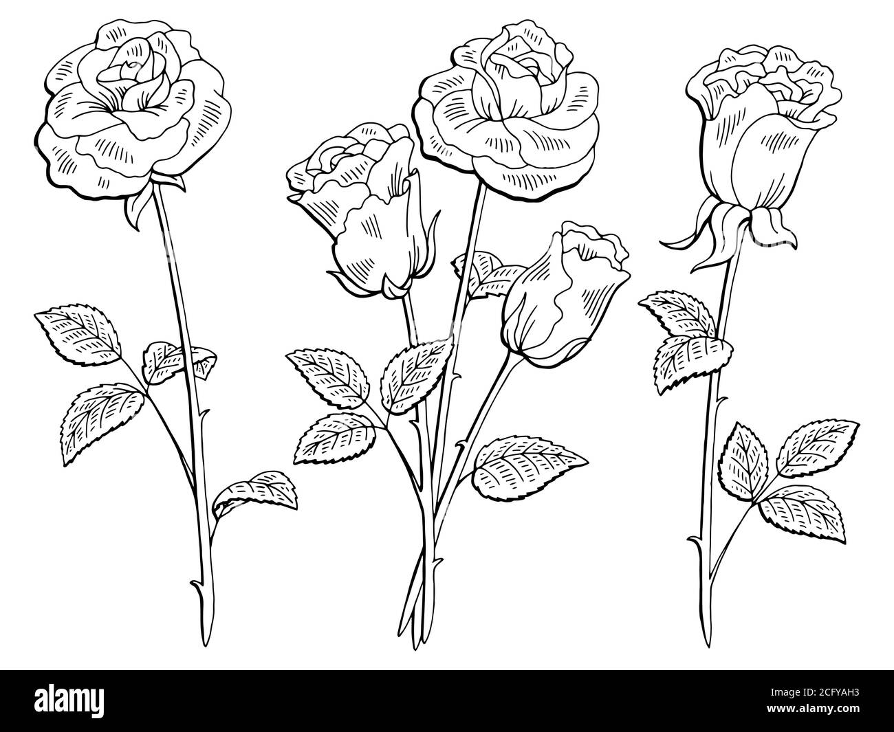 Rose Blume Grafik schwarz weiß isoliert Skizze Illustration Vektor  Stock-Vektorgrafik - Alamy